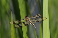 Celithemis eponina