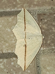 Tetracis crocallata