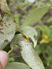 Taphrina populi-salicis