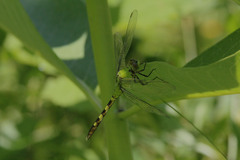 Erythemis simplicicollis