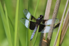 Libellula luctuosa