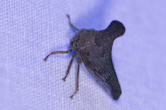 Glossonotus acuminatus