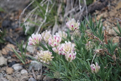 Trifolium dasyphyllum