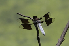 Plathemis lydia