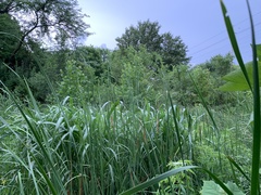Sorghum halepense