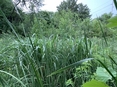 Sorghum halepense