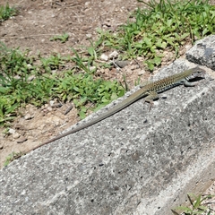 Aspidoscelis costatus