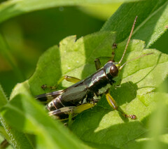 Melanoplus viridipes