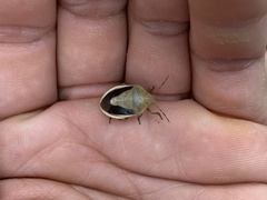 Chlorochroa osborni