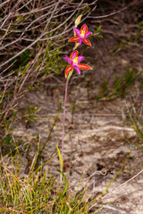 Thelymitra pulcherrima