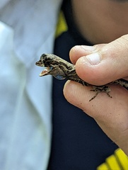 Anolis bombiceps