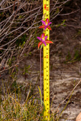 Thelymitra pulcherrima