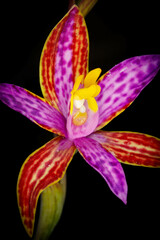 Thelymitra pulcherrima