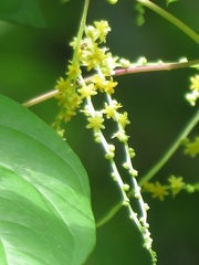 Dioscorea floridana