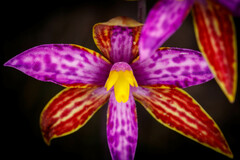 Thelymitra pulcherrima