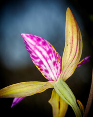 Thelymitra pulcherrima