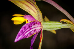 Thelymitra pulcherrima