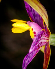 Thelymitra pulcherrima
