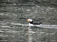 Fratercula corniculata