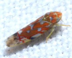 Erythroneura rubra