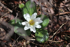 Caltha chionophila