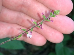 Phryma leptostachya