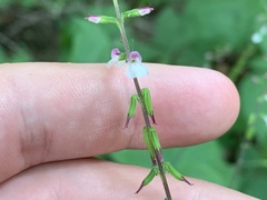 Phryma leptostachya