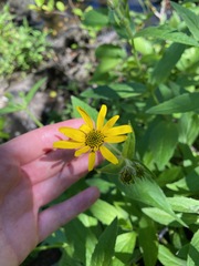 Arnica amplexicaulis