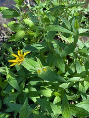 Arnica amplexicaulis