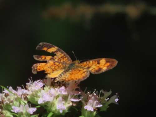 Pearl Crescent photographed in Indiana