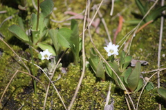 Gentiana fremontii