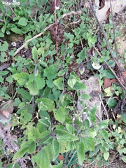Physalis chenopodifolia