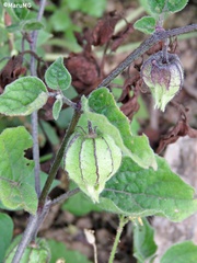 Physalis chenopodifolia