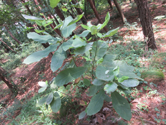 Magnolia obovata