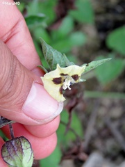 Physalis chenopodifolia