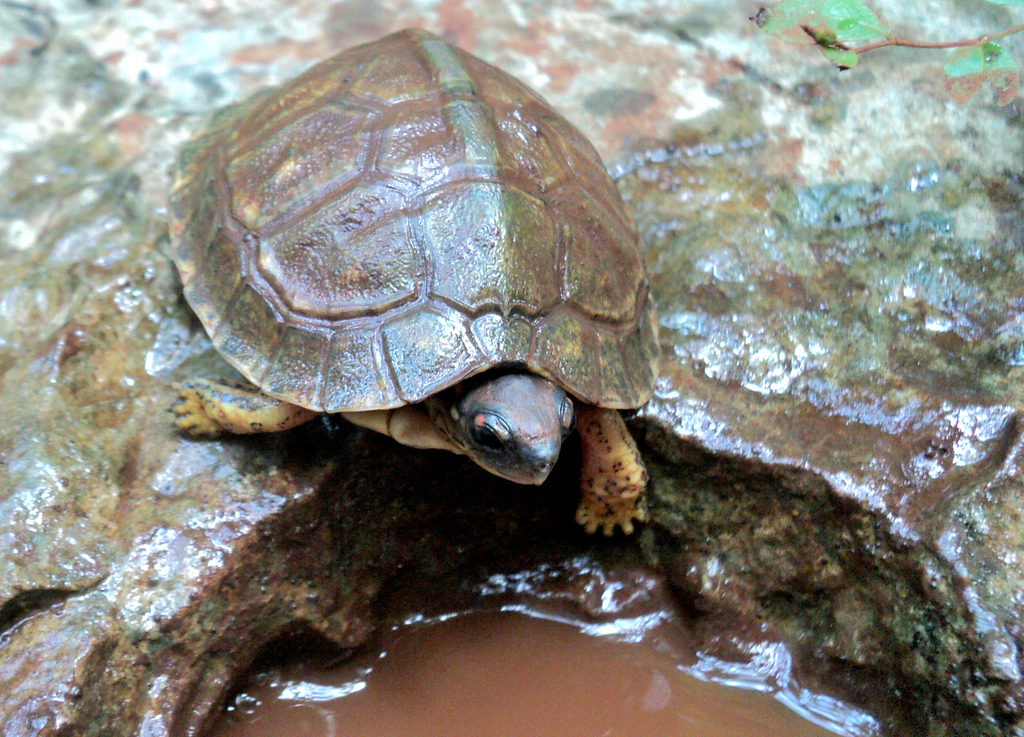 Furrowed Wood Turtle in July 2022 by Carlos Ku · iNaturalist