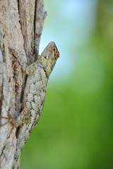 Sceloporus lundelli