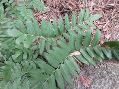 Osmunda japonica