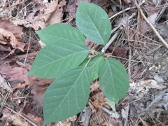 Neoshirakia japonica