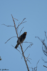 Tiaris olivaceus intermedius