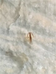 Anzygina agni