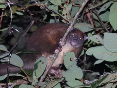 Hemibelideus lemuroides