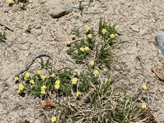 Oreoxis alpina