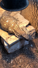 Varanus albigularis