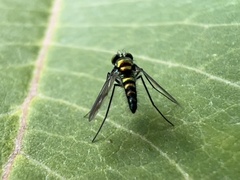 Condylostylus patibulatus