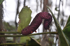 Anthurium roseospadix