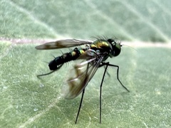 Condylostylus patibulatus