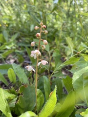 Pyrola americana