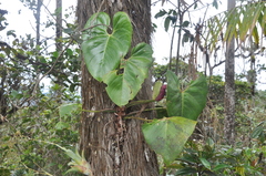 Anthurium roseospadix