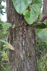 Anthurium roseospadix